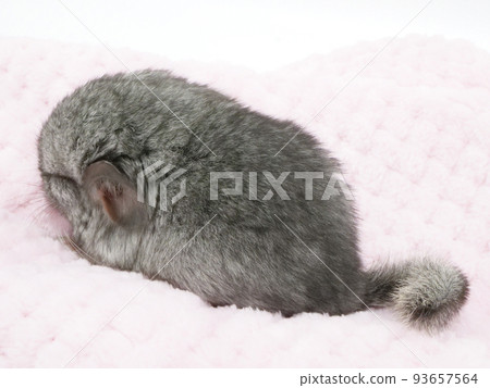 chinchilla baby with short tail chinchilla baby with short tail 93657564