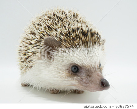 Hedgehog covered in needle-like hair 93657574