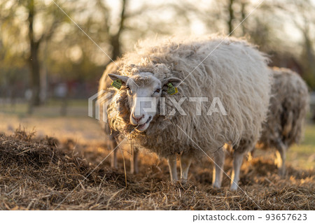 Image of sheep on the coutry side farm during sunset 93657623