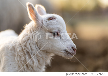 Image of young lamb on a green grass during sunset 93657655