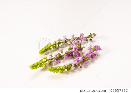 Kaho shiso photographed on a white background 93657812