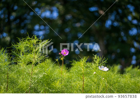 早秋時分，以阿蘇五峰為背景，肥後台和波斯菊盛開的肥後台公園 93657838