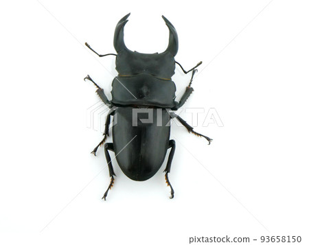 從上面看到的雄性鍬蟲 93658150