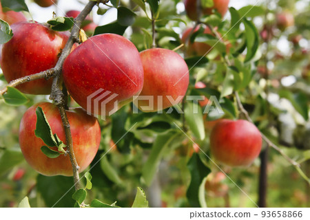 Ripe red Shinshu apples 93658866