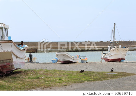 北海道日高港貓 2 93659713