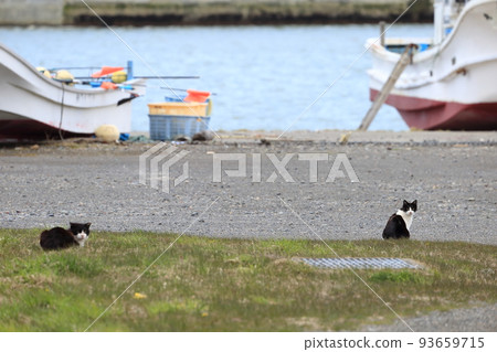 北海道日高港 Cat 4 93659715