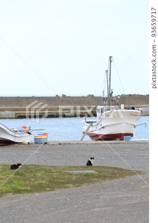 北海道日高港 Cat 6 93659717