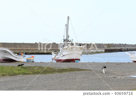 北海道日高港 Cat 7 93659718