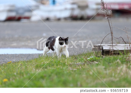 北海道日高港 Cat 8 93659719