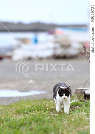 北海道日高港 Cat 12 93659723