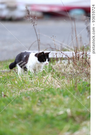 北海道日高港 Cat 13 93659724