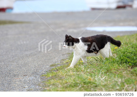 北海道日高港 Cat 15 93659726