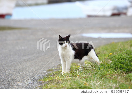 北海道日高港 Cat 16 93659727