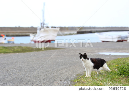 北海道日高港 Cat 17 93659728