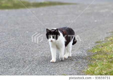 北海道日高港貓 20 93659731