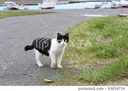 Hokkaido Hidaka Minato no Neko 22 93659734