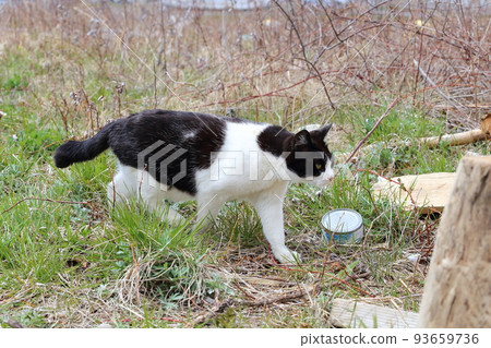 北海道日高湊的貓23 93659736