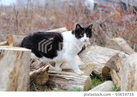 北海道日高湊的貓25 93659738