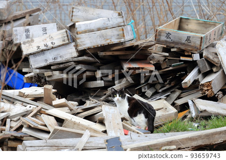 北海道日高港貓 30 93659743