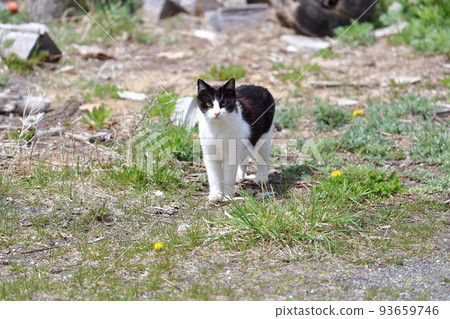 Hokkaido Hidaka Minato no Neko 32 93659746