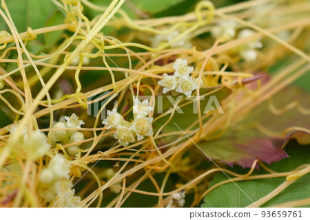 Nen shipla的花 93659761