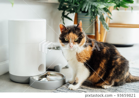 Well-fed multicolor cat waiting for food near smart feeder gadget with water fountain and dry food dispenser in cozy home interior. Home life with pet. Healthy pet food diet concept. Selective focus 93659821