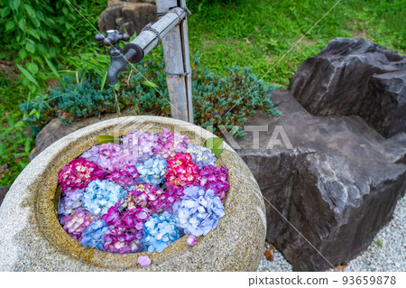 Tsu City, Mie Prefecture, Kazahaya no Sato's Round Hydrangea Flower Purification 93659878