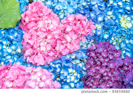 Tsu City, Mie Prefecture Heart-shaped hydrangea flower wash basin at Kazahaya no Sato 93659880