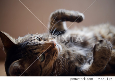 cat cat 93660146