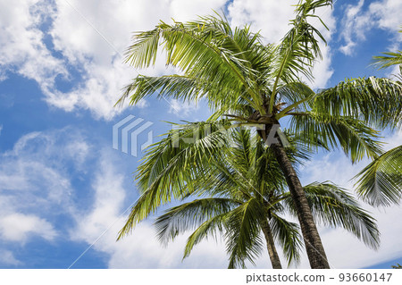 Palm trees shining in the blue sky Palm trees shining in the blue sky 93660147