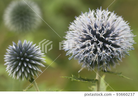 Flower head of great globe thistle 93660237