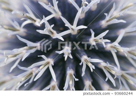 Flower head of great globe thistle, close up shot Flower head of great globe thistle, close up shot 93660244