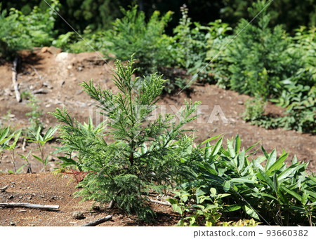 Growth of cedar seedlings planted after logging 93660382