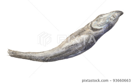 Niboshi 水彩鉛筆插圖透明背景 93660663