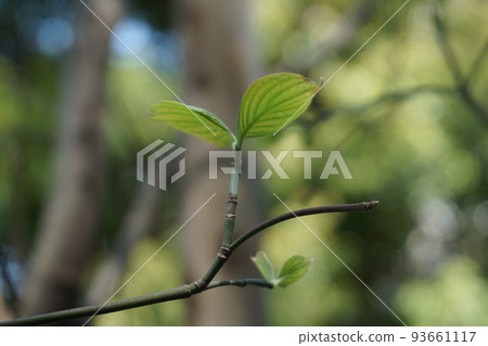 在中目黑西鄉山街發現的一棵樹的新芽的雙葉 在中目黑西鄉山街發現的一棵樹的新芽的雙葉 93661117