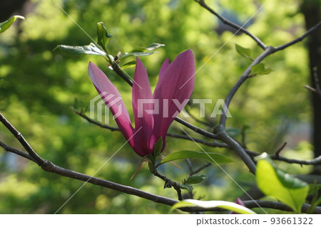 東京都澀谷區的重要文化財產舊朝倉宅邸大正時代的宅邸和盛開的木蘭 東京都澀谷區的重要文化財產舊朝倉宅邸大正時代的宅邸和盛開的木蘭 93661322