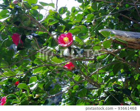 Camellia 93661468