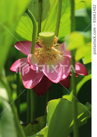 Lotus Lotus 93661482