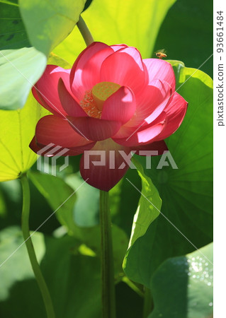 Lotus 93661484