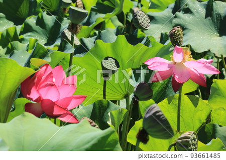 Lotus Lotus 93661485
