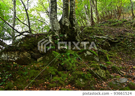 從日野山 從日野山 93661524