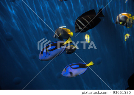 漂亮的魚 93661580