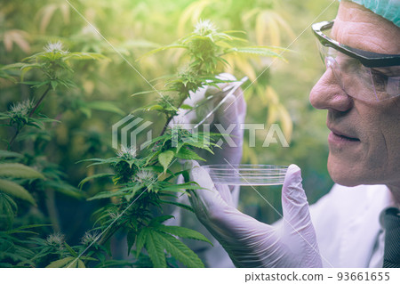 Cannabis Sativa or Cannabis Indica medical plant farming agriculture with scientist working hemp flower bud research for medicine. Cannabis Sativa or Cannabis Indica medical plant farming agriculture with scientist working hemp flower bud research for medicine. 93661655