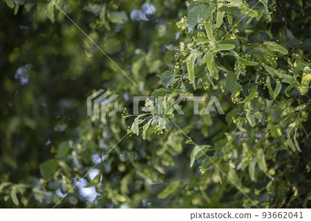 Green background of Lime flowers, flower tea. High quality photo Green background of Lime flowers, flower tea. High quality photo 93662041