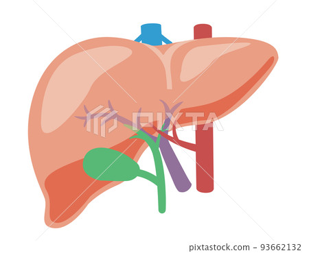 內臟_肝 無文字 93662132