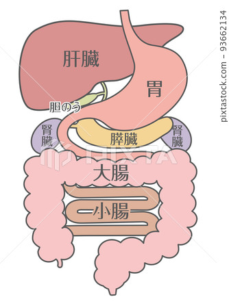 內臟_消化系統_用字母 93662134