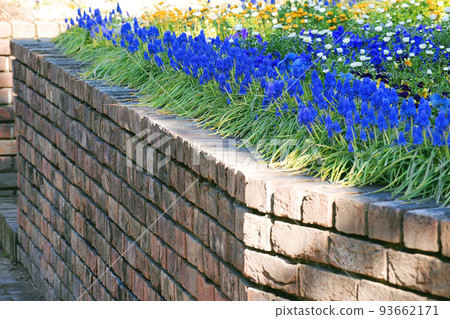 Muscari Muscari 93662171