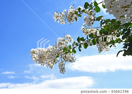 White-flowered Crape Myrtle White-flowered Crape Myrtle 93662396