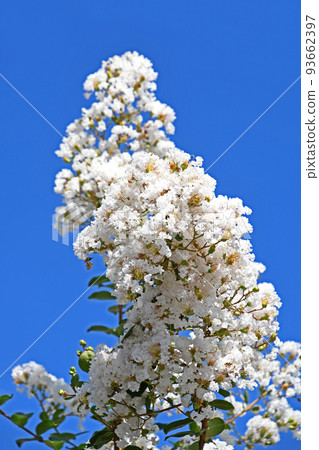 White-flowered Crape Myrtle White-flowered Crape Myrtle 93662397
