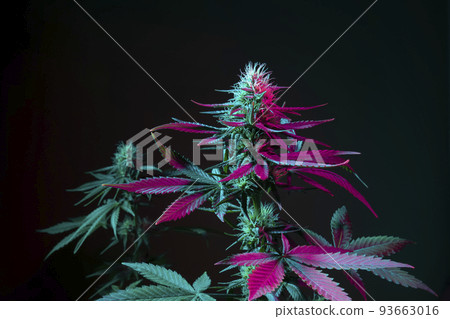 Beautiful cannabis background. Cannabis plants on black background with purple leaves 93663016